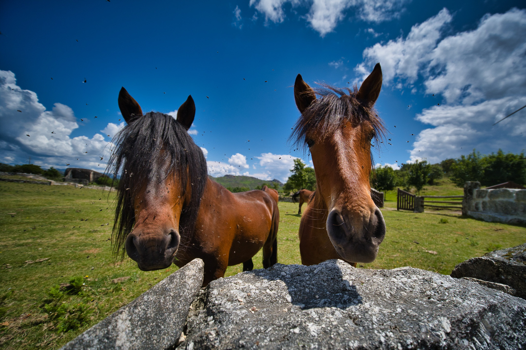 Two horses leaning over a stone wall beneath a vivid blue sky